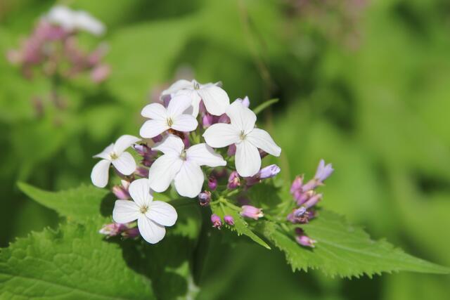 schee | Foto: Ralf Röser