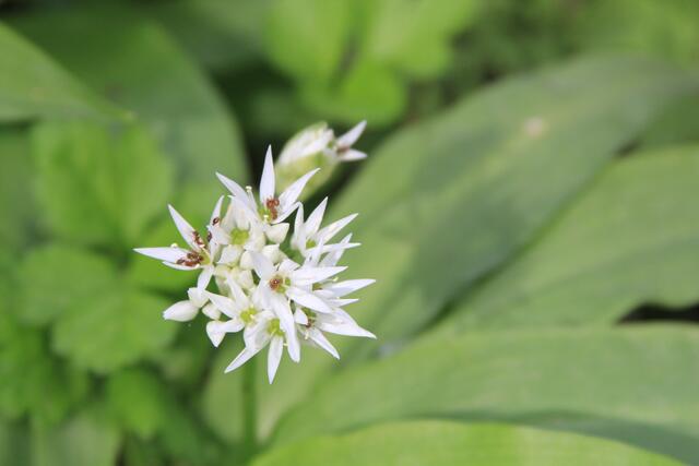 so schön, mit Ameisen | Foto: Ralf Röser