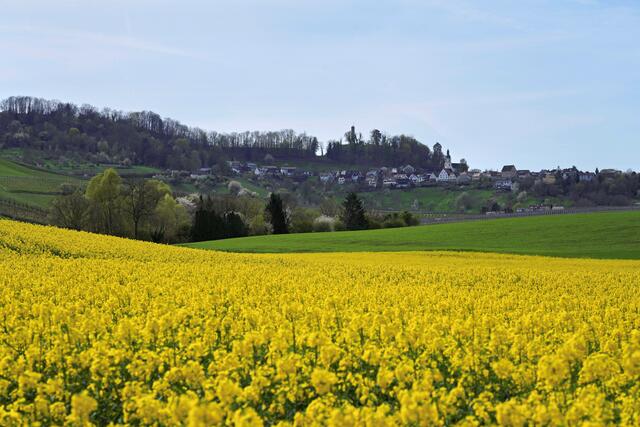 Rapsfeld mit Löwenstein im Hintergrund | Foto: Ulrich Seidel
