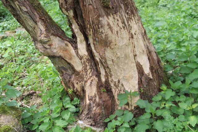 Biberspuren | Foto: Ralf Röser