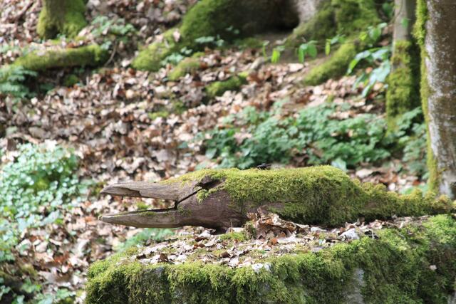 alte Holzfiguren | Foto: Ralf Röser