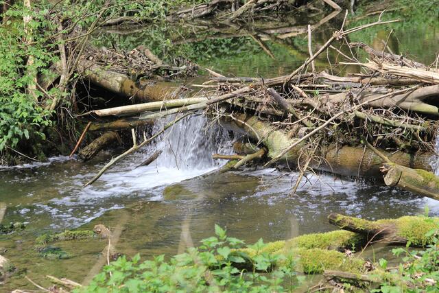 aufgestaut | Foto: Ralf Röser