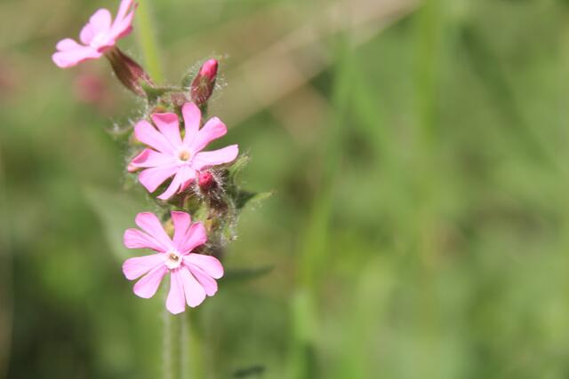 schön | Foto: Ralf Röser