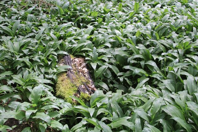 Bärlauch ohne Ende | Foto: Ralf Röser