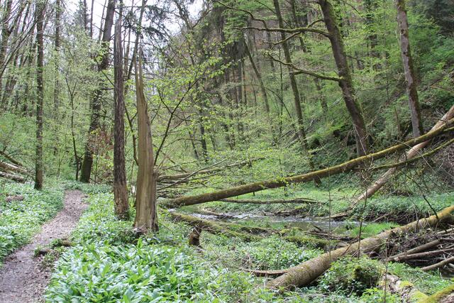 und weiter durchs Bärlauchland😀 | Foto: Ralf Röser