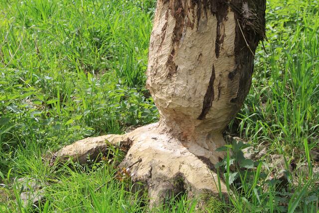 da war der Biber aber fleißig | Foto: Ralf Röser