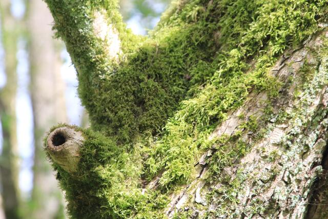 toll | Foto: Ralf Röser