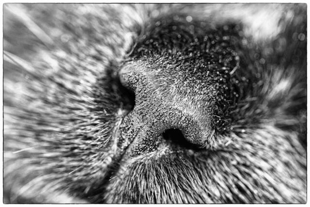 die schönste Nase östlich des Rheins 😊 | Foto: WKY