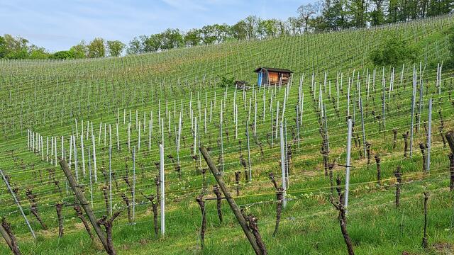 Die Reben in den Weingärten fangen an zu "treiben" | Foto: Manfred Schaaf