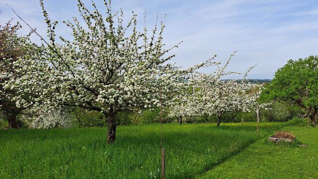 Obstbäume in volle Pracht | Foto: Manfred Schaaf