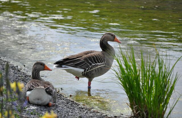 Das Grauganspärchen am Karlssee | Foto: Daniela Somers
