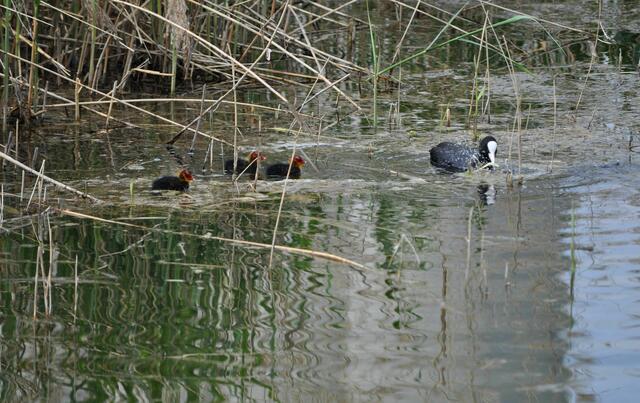Auch Familie Blesshuhn ist unterwegs. | Foto: Daniela Somers