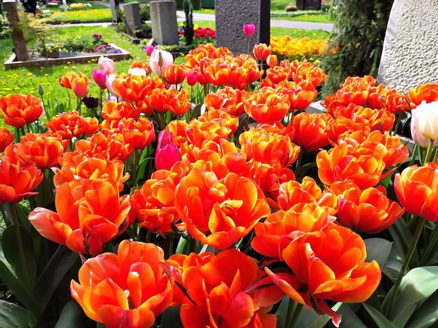 So tolle Tulpen - ich liebe diese Farbe....  | Foto: sigischlottke