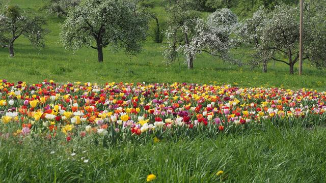 Herrlich diese Tulpen und die blühenden Obstbäume.  | Foto: Rainer Göser