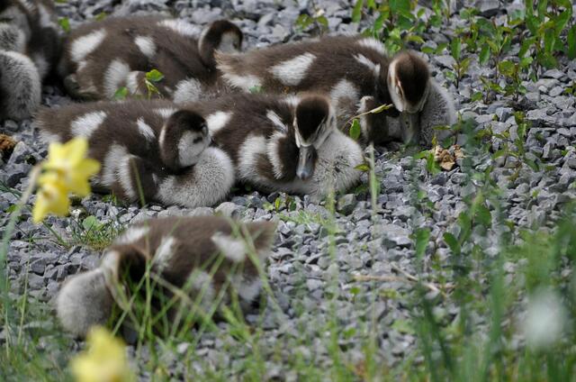 Bei den süßen Nilgans-Bobbele ist gerade Schlafenszeit. | Foto: Daniela Somers