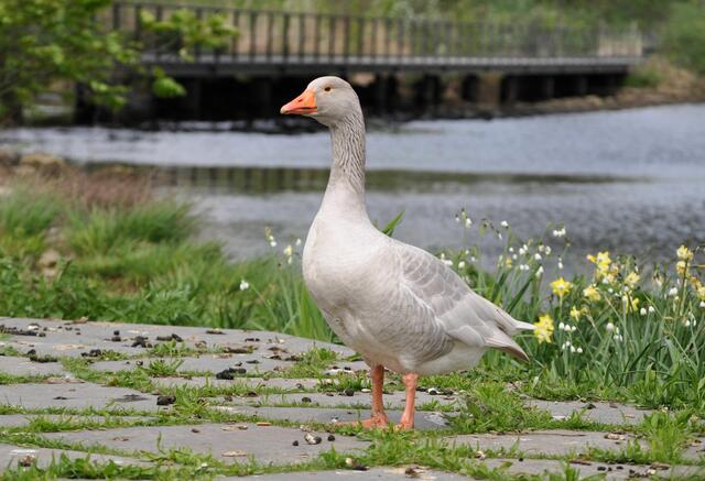 Wirklich schön zu sehen, dass sie ihre Verletzung scheinbar gut überstanden hat. | Foto: Daniela Somers