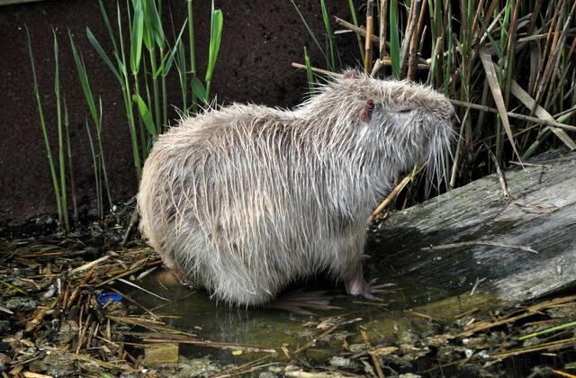 Auch der Albino-Nutria zeigt sich. | Foto: Daniela Somers