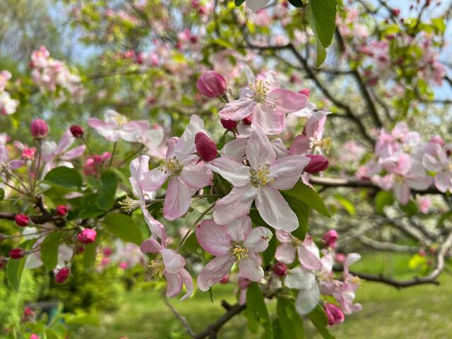 Wunderschöne zartrosa-farbene Blüten.  | Foto: Ulrich Buckenmayer
