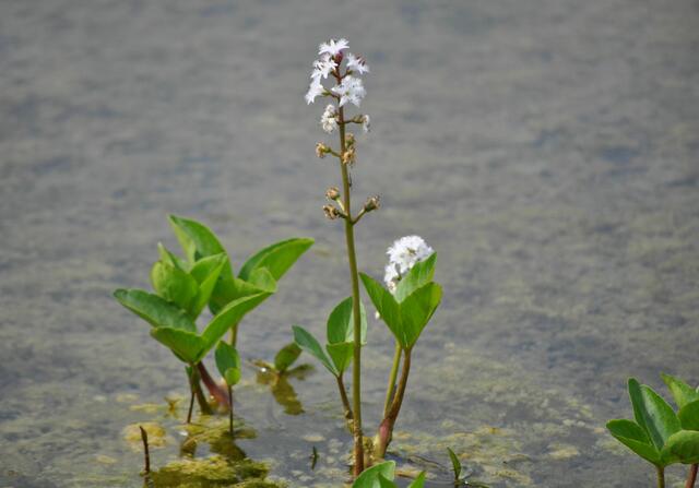 Im seichten Seeufer blüht der Fieberklee (Menyanthes trifoliata) | Foto: Daniela Somers