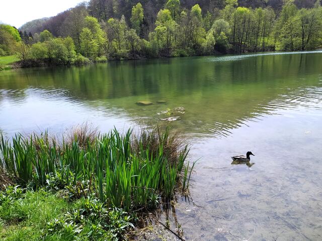 Na, die Ente hat das gleich umgesetzt und schwimmt entspannt im See.  | Foto: sigischlottke
