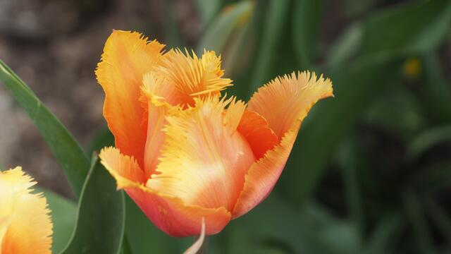 Eine wunderschöne gefranste Tulpe.  | Foto: Rainer Göser