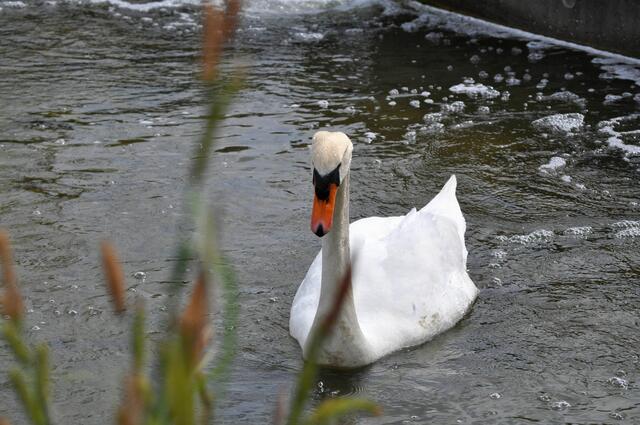 Der Schwan findet die kleinen Wasserbecken wohl garnicht so schlecht. Zumindest waren zwei Schwäne in den Wasserbecken bei der alten Reederei. | Foto: Daniela Somers