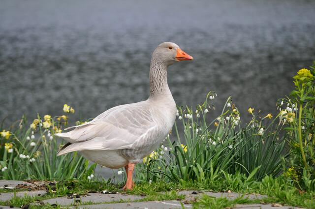 Wo sie wohl ausgebüxt ist? Aber hier scheint es ihr zu gefallen. | Foto: Daniela Somers