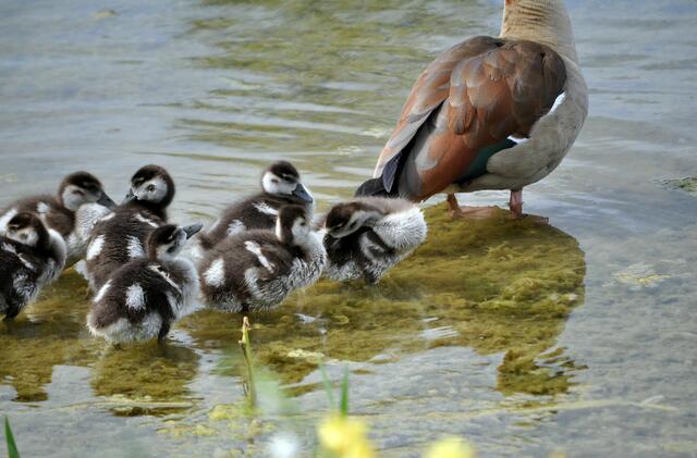 Nachdem Kinder den Tieren wohl ein bisschen zu Nahe gekommen sind, scheuchen die Nilganseltern ihre kleine Kinderschar ins Wasser. Mittagsschlaf ist für beendet erklärt. | Foto: Daniela Somers