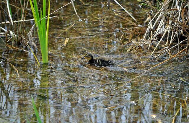 Im dichten Schilf sind die Enten mit ihren Küken kaum zu sehen. Nur ein vorwitziges Küken hat sich rausgetraut. | Foto: Daniela Somers