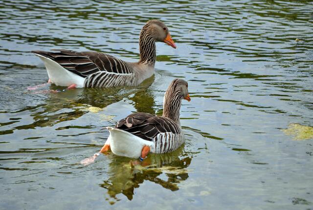 Sie entscheiden sich auch für eine Schwimmrunde, bis es am Ufer wieder ruhiger wird. | Foto: Daniela Somers