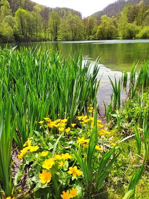 Sumpfdotterblumen leuchten gelb am Ufer des Sees.  | Foto: sigischlottke