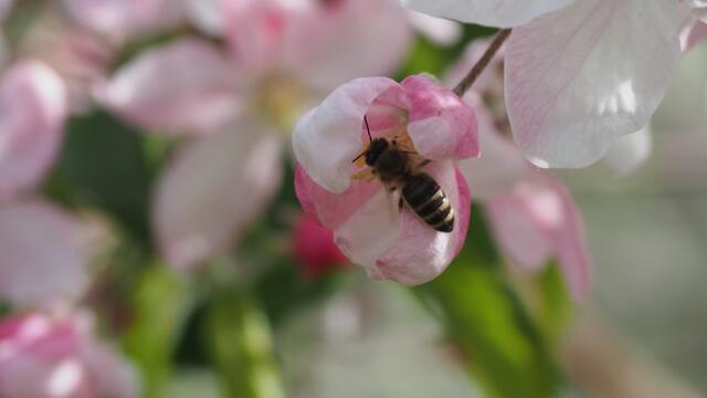 Besuch in einer Obstbaumblüte.  | Foto: Rainer Göser
