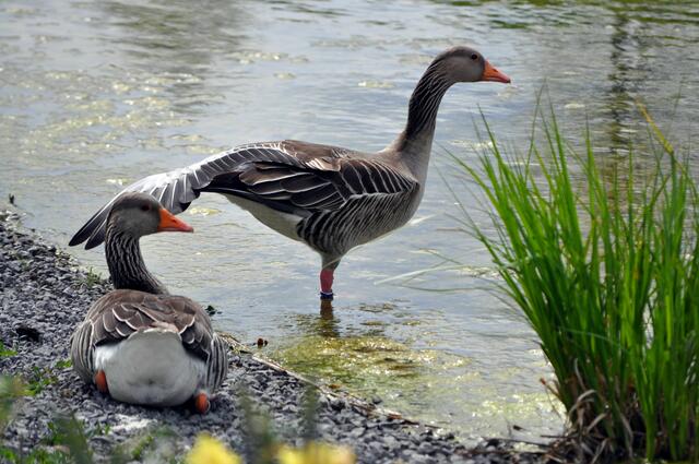 Ab und an müssen die Feder mal ausgebreitet werden. | Foto: Daniela Somers
