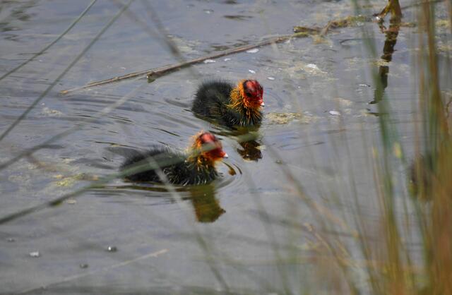 Nicht besonders hübsch, aber sehr niedlich. | Foto: Daniela Somers