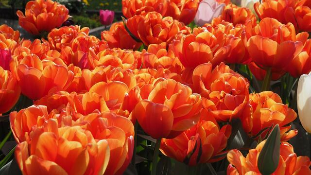 Und nochmal die herrlichen Tulpen.  | Foto: Rainer Göser