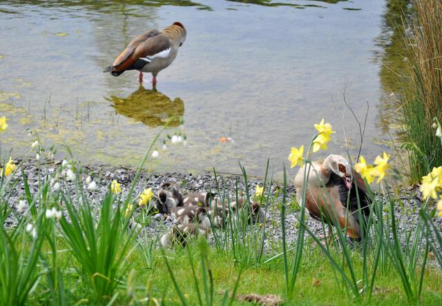 Gleich neben den Graugänsen hat sich auch ein Nilgänsepaar mit 8 Jungen nieder gelassen. | Foto: Daniela Somers