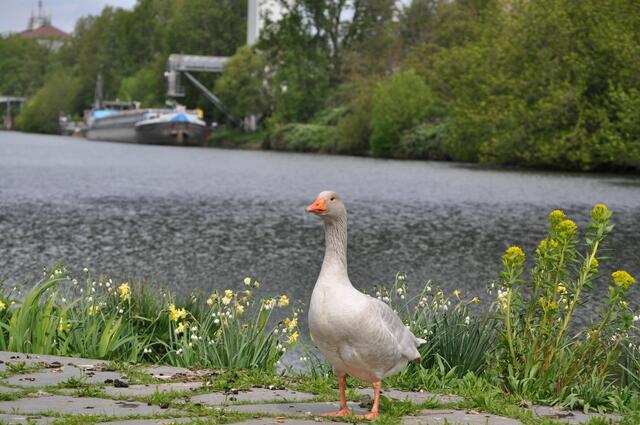 Eine einzelne Hausgans hat sich auch am Neckar eingefunden. Ihrem kranken Fuß scheint es um einiges besser zu gehen. Sie tritt auf und läuft damit. Nur ab und an zieht sie den Fuß noch an. | Foto: Daniela Somers