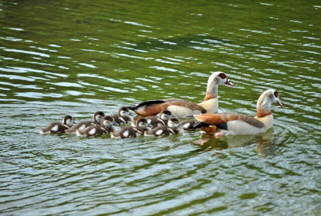 Die Familie hat sich formiert und schwimmt mal eine Runde, bis es am Ufer wieder ruhiger wird. | Foto: Daniela Somers