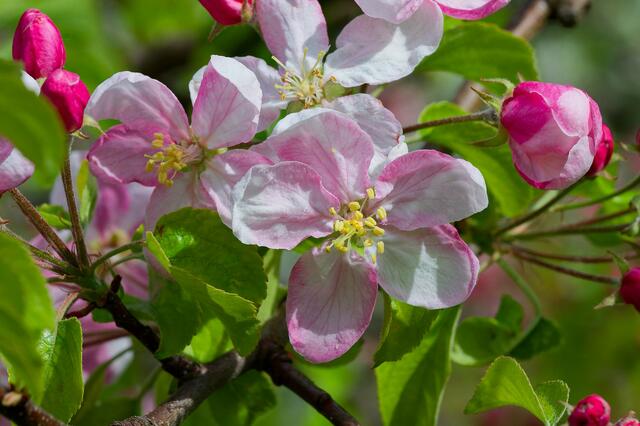 Herrlich - diese fast pinkfarbenen Blüten.  | Foto: Michael Harmsen