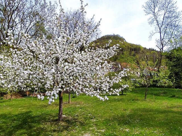 Es ist einfach immer ein wunderschöner Anblick, wenn die Obstbäume blühen.  | Foto: sigischlottke