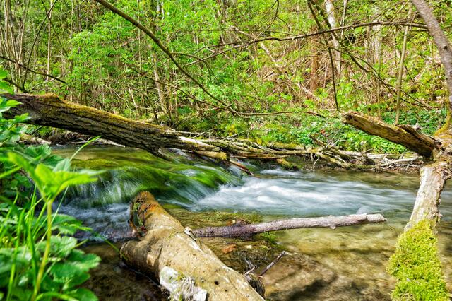 Hier wirkt die Wiesaz ziemlich wild | Foto: Michael Harmsen