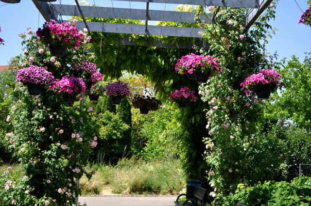 Rathauspark Nordheim. Ehemalige Blumensommerpark. Ein kleiner Park gerade Recht für eine kurze Auszeit. | Foto: Daniela Somers