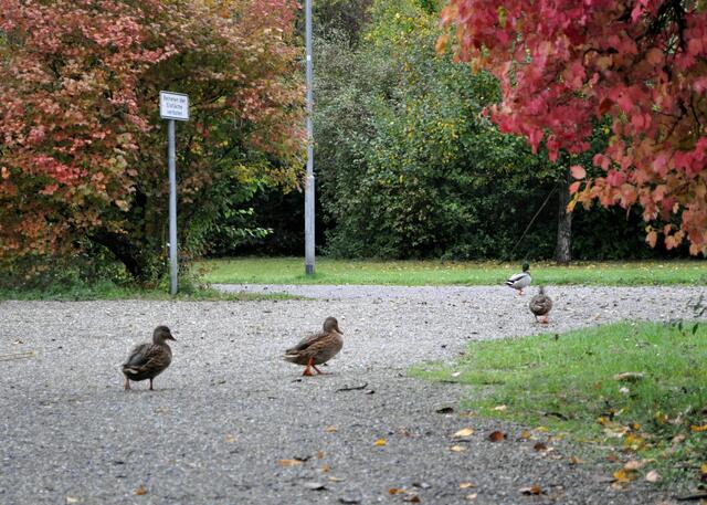 Ziegeleipark. Hier gehen nicht nur die Menschen gerne spazieren | Foto: Daniela Somers