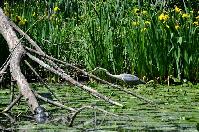 Leintalzoo. Hier leben viele Tiere ohne Zäune und Schranken. Und die Natur steht im Vordergrund. | Foto: Daniela Somers
