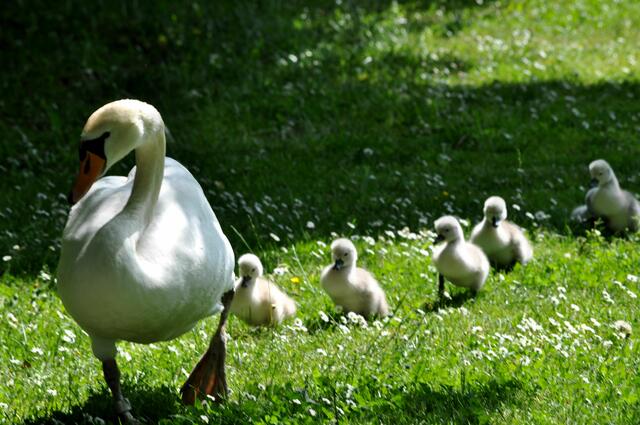 Pfühlpark Heilbronn. Durch den großen See fühlen sich auch die Wasservögel hier wohl. | Foto: Daniela Somers
