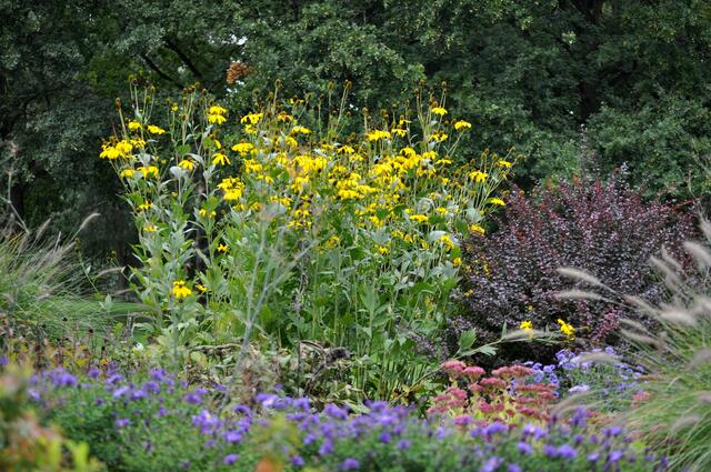 Wertwiesenpark Heilbronn. Auch Staudenbeete gibt es im Park | Foto: Daniela Somers