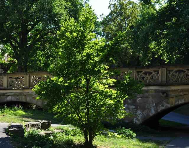 Hofgarten Öhringen. Auch hier lässt es sich schön spazieren gehen. | Foto: Daniela Somers