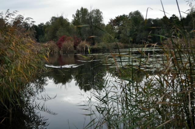 Ziegeleipark Heilbronn mit dem schönen See. Hier gibts im Sommer auch Seerosen zu bewundern. | Foto: Daniela Somers