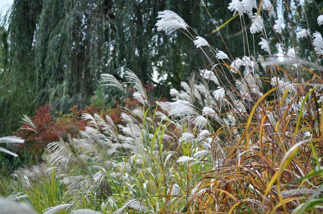 Wertwiesenpark Heilbronn. Besonders im Herbst besticht der Park mit seinen vielen Gräsern. | Foto: Daniela Somers