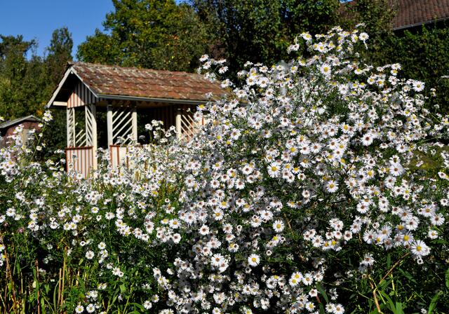 Botanischer Obstgarten. Stauden, Obstbäume und viele alte Gartenhäuschen. | Foto: Daniela Somers